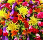 avasflowers-colorful-sympathy-casket-spray_max